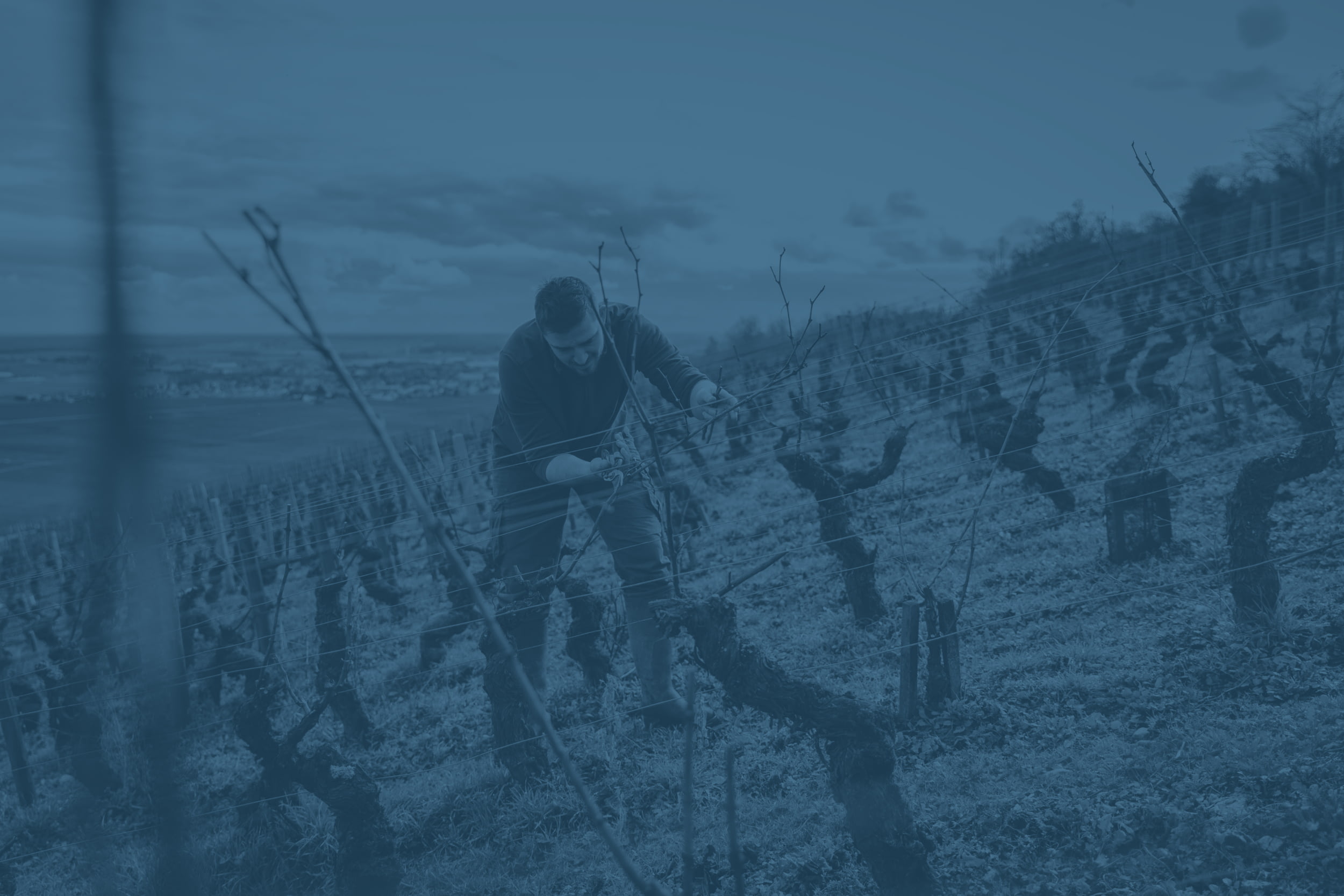 Taille de la vigne au Domaine Lécheneaut