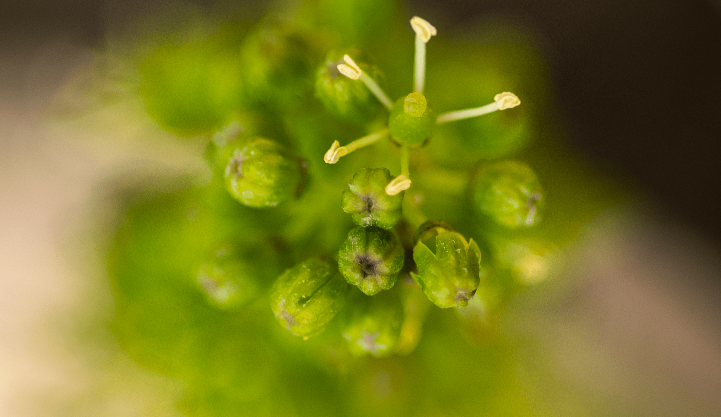 Grappe de raisin en gros plan